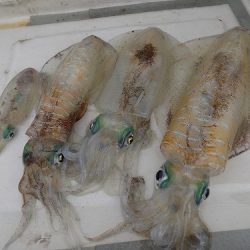 フィッシングボート空風(そらかぜ) 釣果