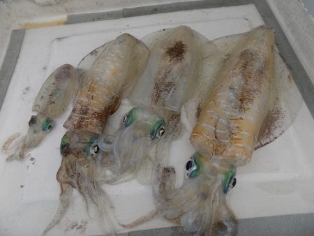 フィッシングボート空風(そらかぜ) 釣果