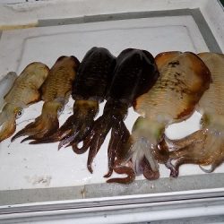 フィッシングボート空風(そらかぜ) 釣果