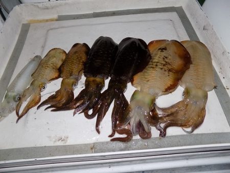 フィッシングボート空風(そらかぜ) 釣果