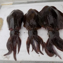 フィッシングボート空風（そらかぜ） 釣果