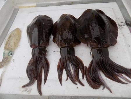 フィッシングボート空風（そらかぜ） 釣果