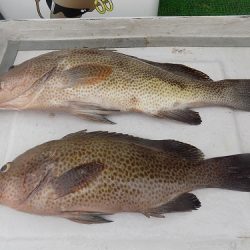 フィッシングボート空風（そらかぜ） 釣果