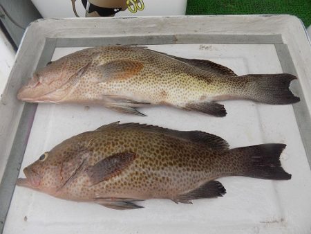 フィッシングボート空風（そらかぜ） 釣果