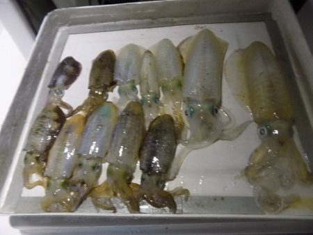 フィッシングボート空風(そらかぜ) 釣果