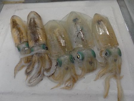 フィッシングボート空風（そらかぜ） 釣果