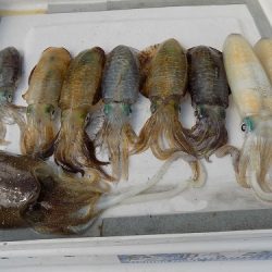 フィッシングボート空風(そらかぜ) 釣果