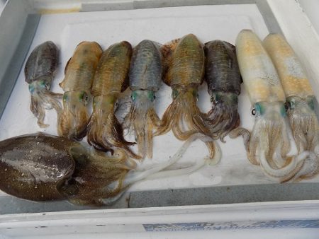 フィッシングボート空風（そらかぜ） 釣果