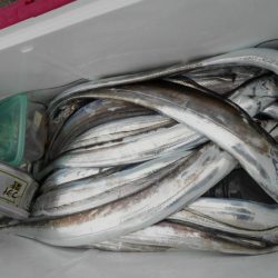 大進丸（愛知） 釣果