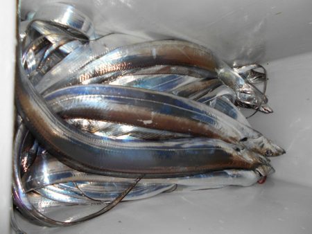 大進丸（愛知） 釣果