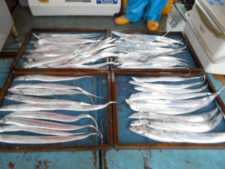 大進丸（愛知） 釣果