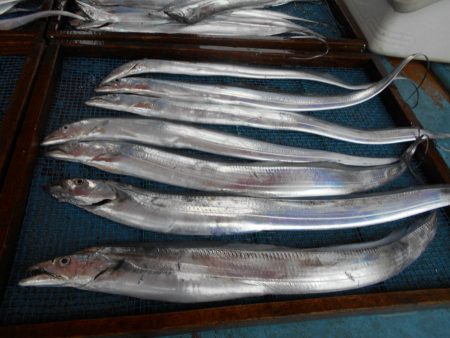 大進丸（愛知） 釣果