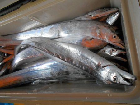 大進丸（愛知） 釣果