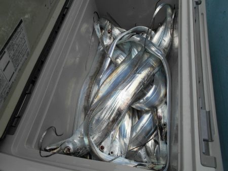 大進丸（愛知） 釣果