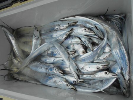 大進丸（愛知） 釣果