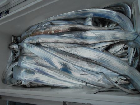 大進丸（愛知） 釣果