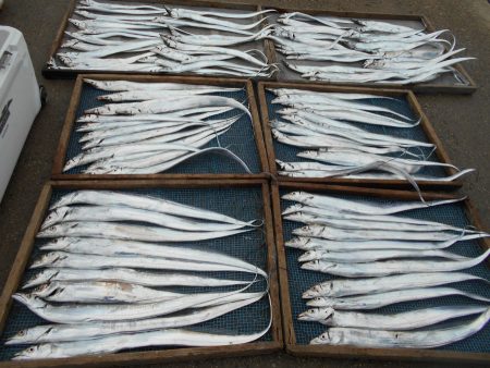 大進丸（愛知） 釣果