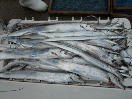 大進丸（愛知） 釣果