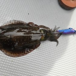 Fisherman Dreams DI 釣果