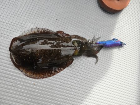 Fisherman Dreams DI 釣果