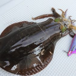 Fisherman Dreams DI 釣果