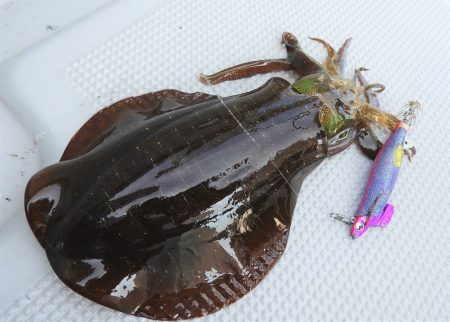 Fisherman Dreams DI 釣果