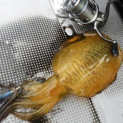 Fisherman Dreams DI 釣果