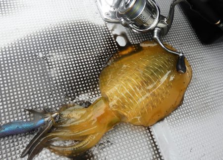 Fisherman Dreams DI 釣果