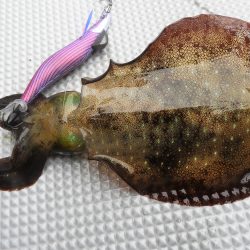 Fisherman Dreams DI 釣果