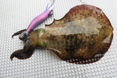 Fisherman Dreams DI 釣果