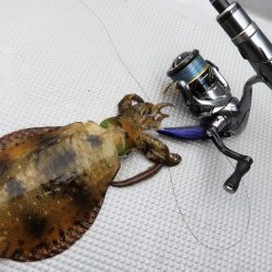 Fisherman Dreams DI 釣果