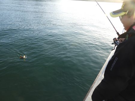 Fisherman Dreams DI 釣果