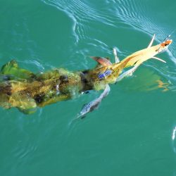 Fisherman Dreams DI 釣果