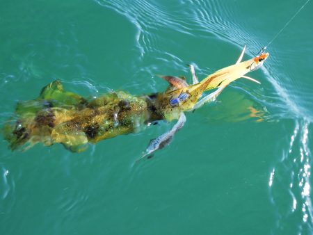 Fisherman Dreams DI 釣果