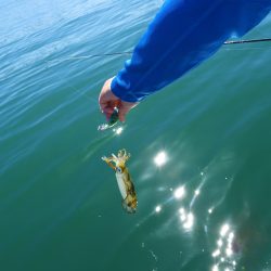 Fisherman Dreams DI 釣果