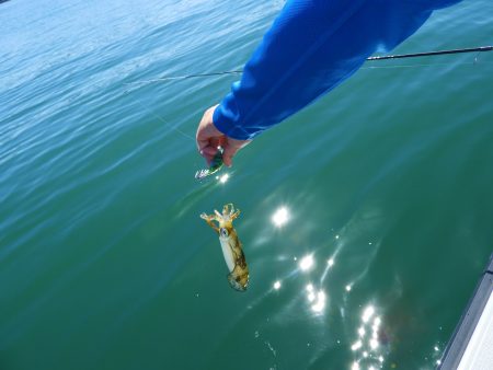 Fisherman Dreams DI 釣果