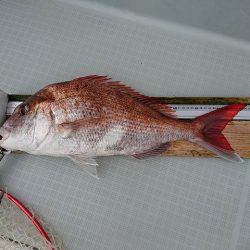 フィッシングボートACE(エース) 釣果