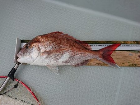 フィッシングボートACE(エース) 釣果