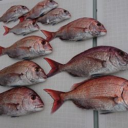 フィッシングボートACE(エース) 釣果