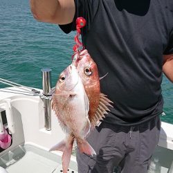 フィッシングボートACE(エース) 釣果