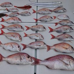 フィッシングボートACE(エース) 釣果