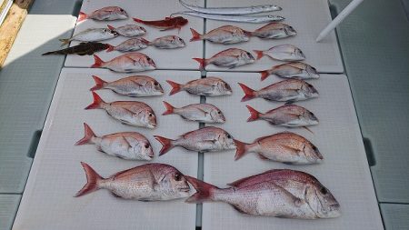 フィッシングボートACE(エース) 釣果