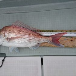 フィッシングボートACE（エース） 釣果