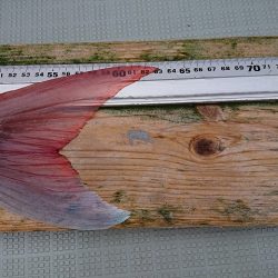 フィッシングボートACE（エース） 釣果