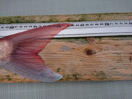 フィッシングボートACE（エース） 釣果