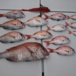 フィッシングボートACE（エース） 釣果