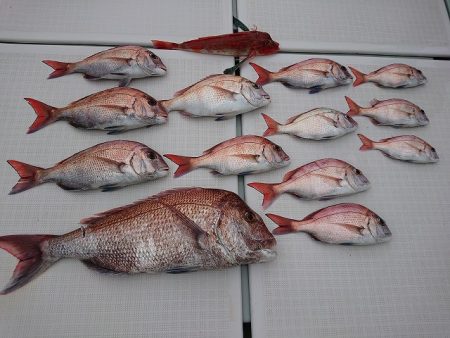 フィッシングボートACE（エース） 釣果