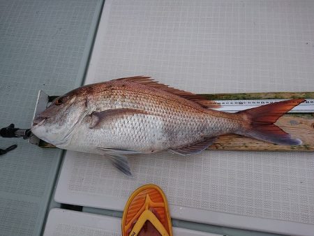 フィッシングボートACE(エース) 釣果