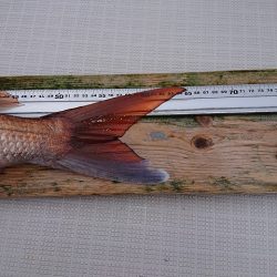 フィッシングボートACE(エース) 釣果