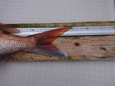 フィッシングボートACE(エース) 釣果